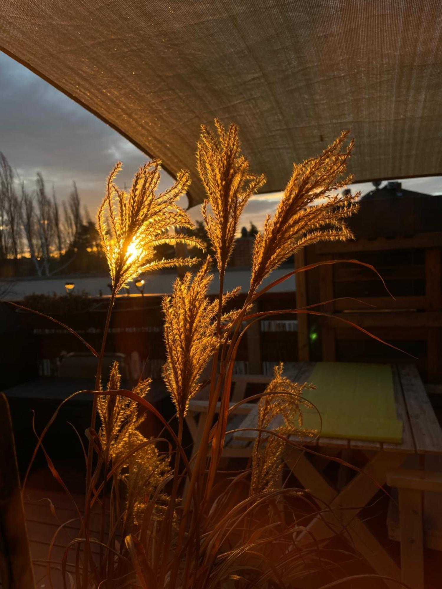 Bambus, Jungle, Dachterrasse & Bequem Bis Zentrum 拉德博伊尔 外观 照片